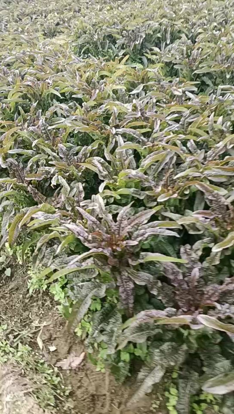 莴笋代办批发全国销售