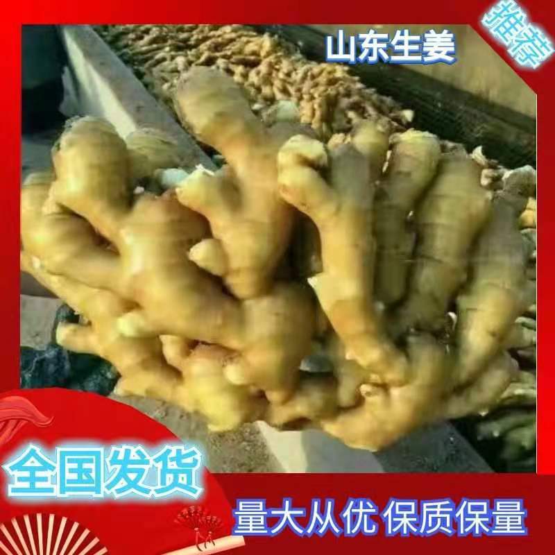 【批发】生姜价格大黄姜老姜面姜等产地直发