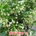 夜来香花种子盆栽阳台夜香花月见草种子花卉种子驱蚊