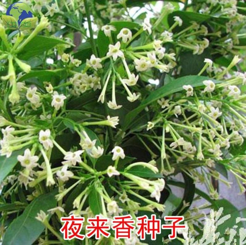 夜来香花种子盆栽阳台夜香花月见草种子花卉种子驱蚊