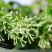 夜来香花种子盆栽阳台夜香花月见草种子花卉种子驱蚊