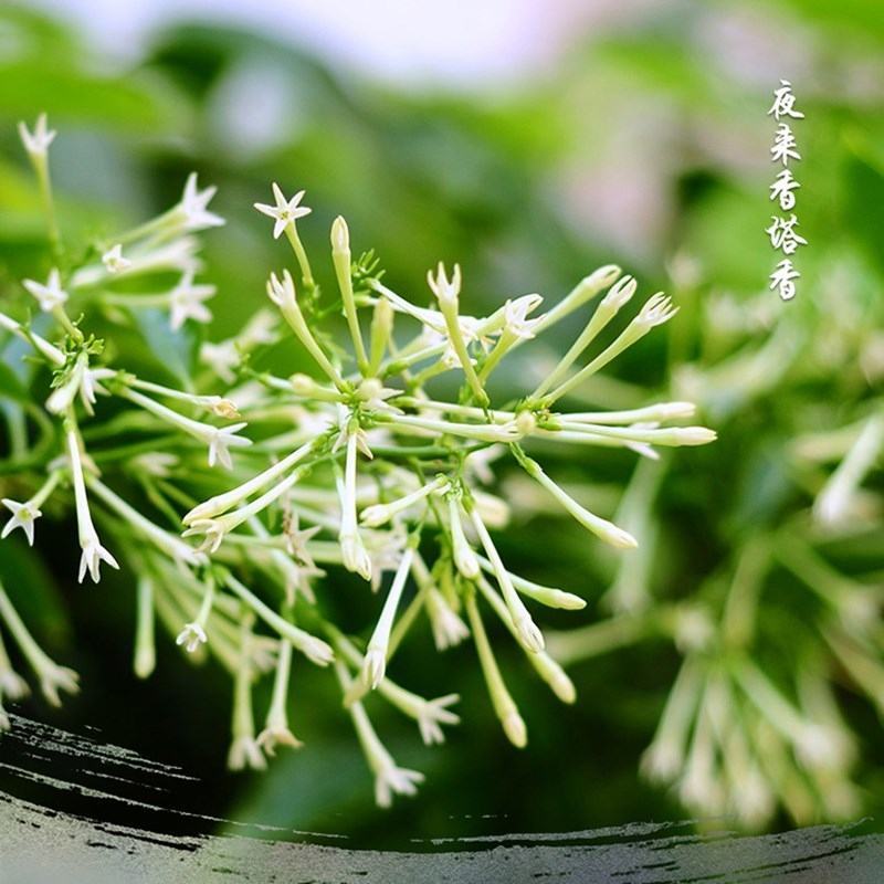 夜来香花种子盆栽阳台夜香花月见草种子花卉种子驱蚊