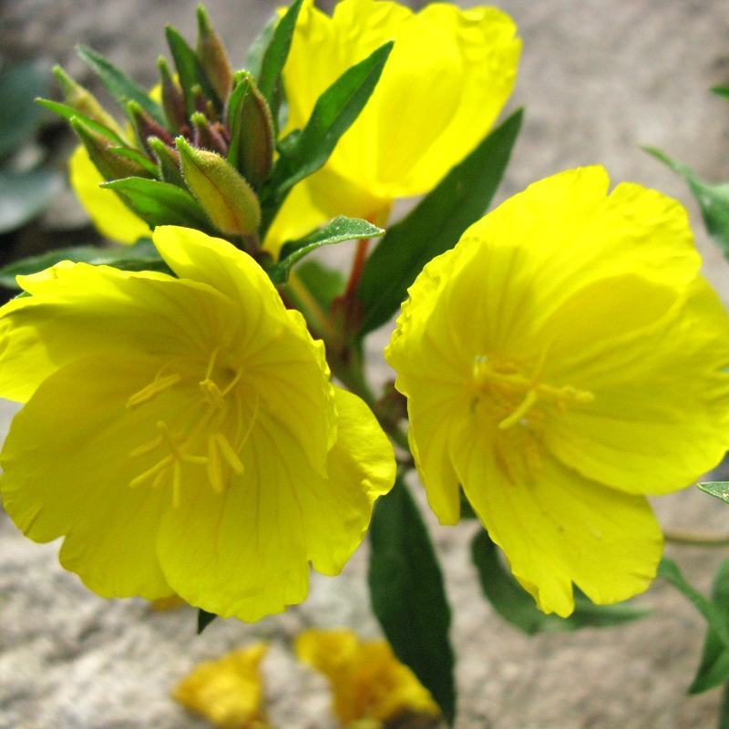 夜来香花种子盆栽阳台夜香花月见草种子花卉种子驱蚊