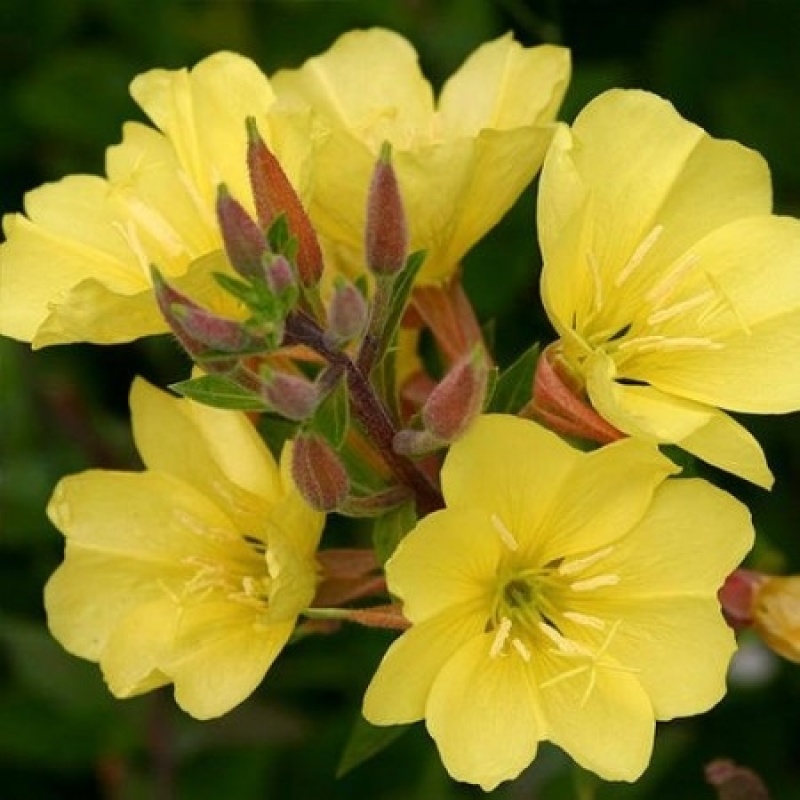 夜来香花种子盆栽阳台夜香花月见草种子花卉种子驱蚊
