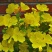 夜来香花种子盆栽阳台夜香花月见草种子花卉种子驱蚊