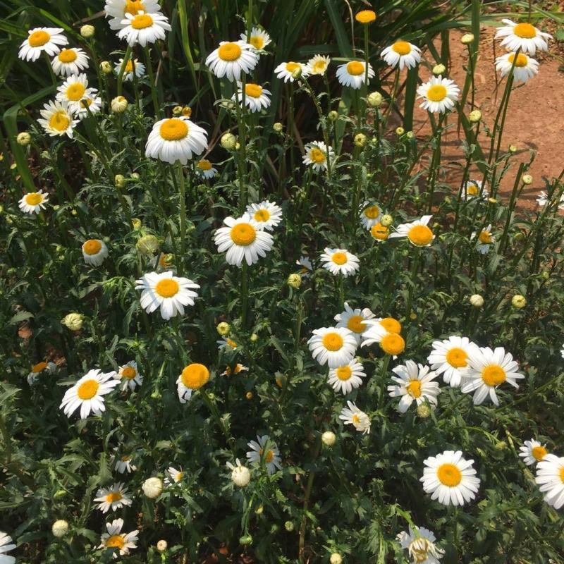 洋甘菊种子花海花草易种庭院室内阳台种盆栽花卉