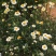 适合秋天种的花种除虫菊驱蚊草夜来香花籽花种籽子四季室外