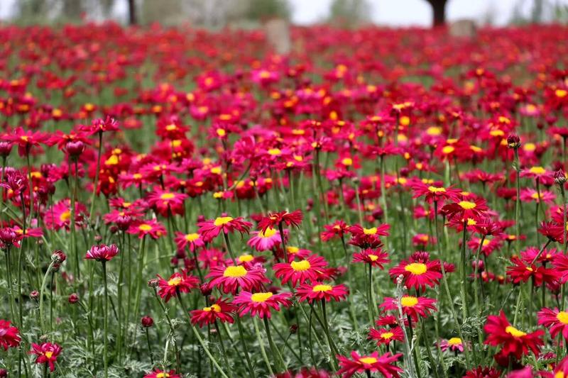 适合秋天种的花种除虫菊驱蚊草夜来香花籽花种籽子四季室外