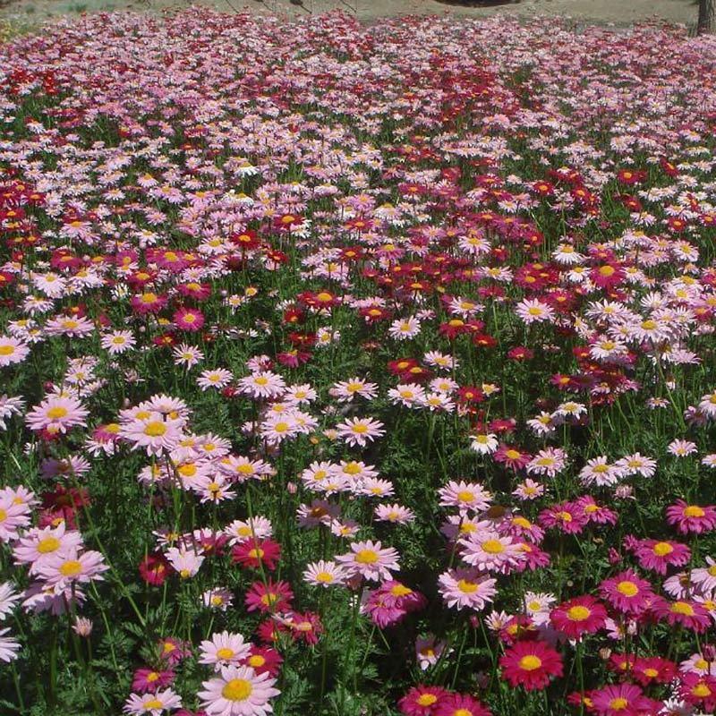 适合秋天种的花种除虫菊驱蚊草夜来香花籽花种籽子四季室外