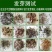 适合秋天种的花种除虫菊驱蚊草夜来香花籽花种籽子四季室外