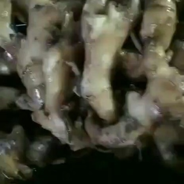 山东热销带土小黄姜量大从优，规格齐全，视频看货，