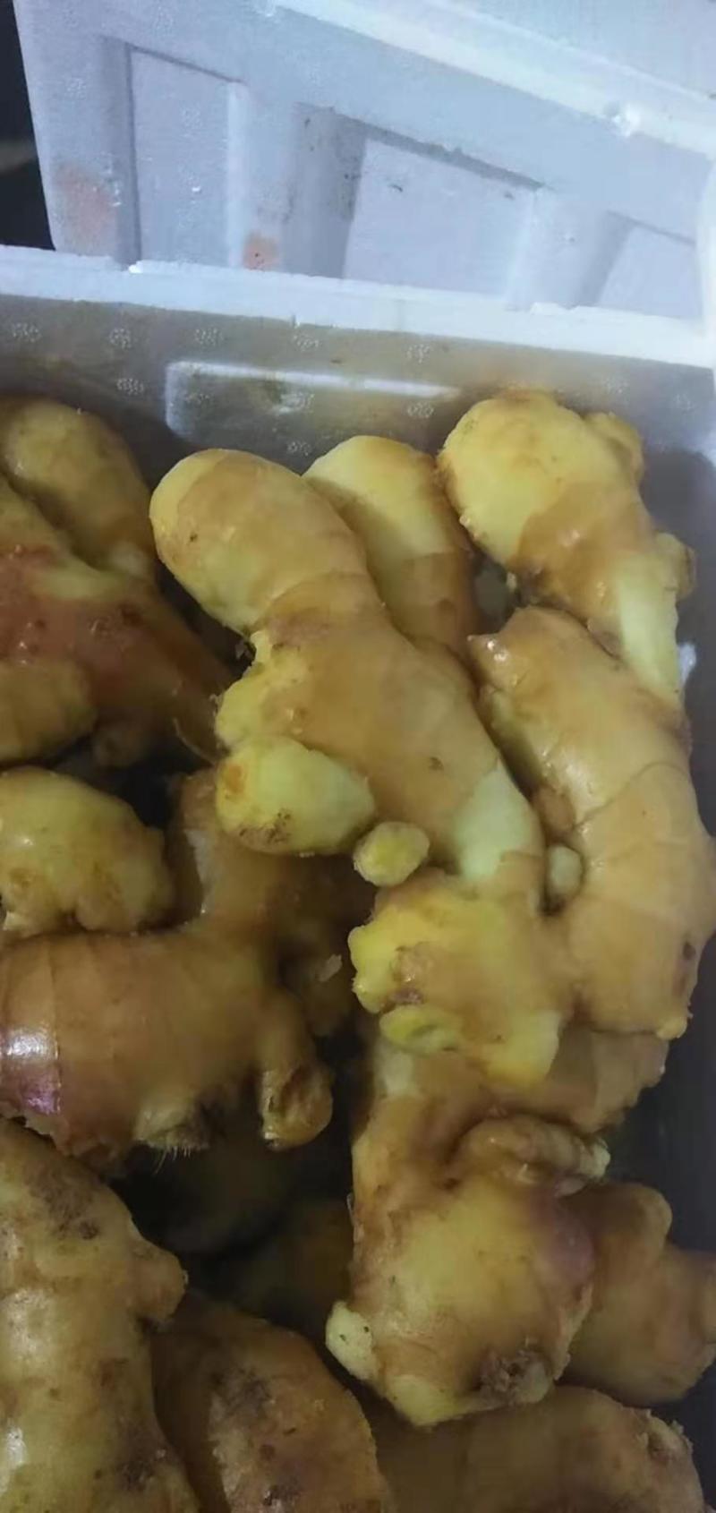 山东热销带土小黄姜量大从优，规格齐全，视频看货，