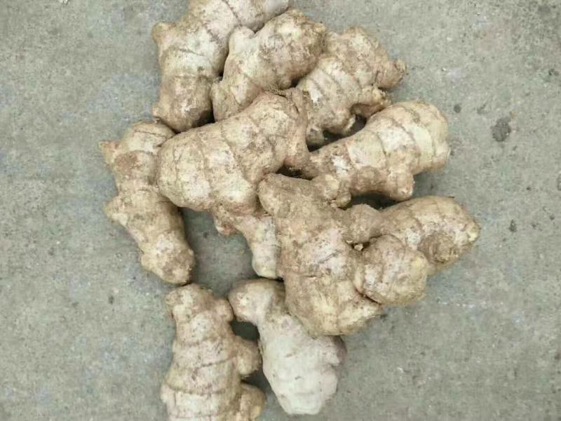 山东热销带土小黄姜量大从优，规格齐全，视频看货，