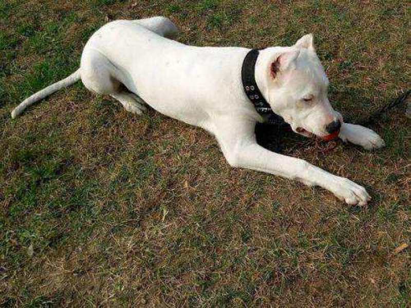 杜高犬纯种杜高犬幼犬活体打猎阿根廷杜高犬活体大型凶猛犬