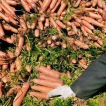 卖带英4毛的大量优质胡萝卜产地直供与农户对接现挖现装车。