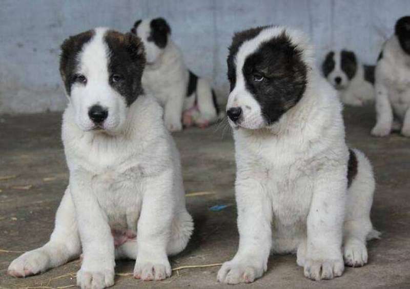 中亚牧羊犬幼犬巨型犬中亚牧羊犬大型犬护卫犬