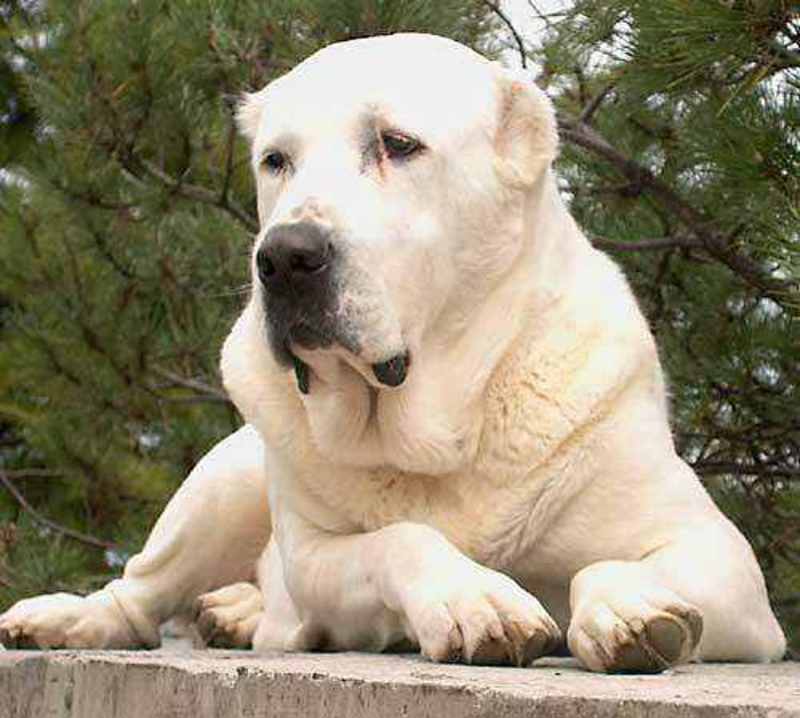 中亚牧羊犬幼犬巨型犬中亚牧羊犬大型犬护卫犬