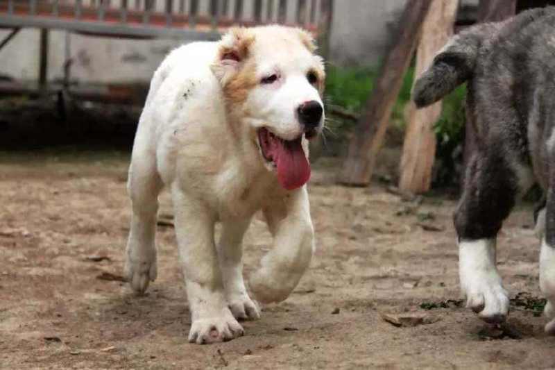 中亚牧羊犬幼犬巨型犬中亚牧羊犬大型犬护卫犬