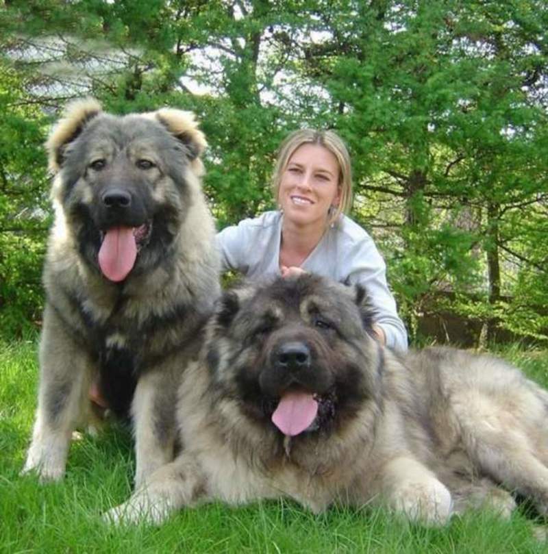 高加索幼犬高加索犬大型熊版高加索幼犬活体大型护卫犬