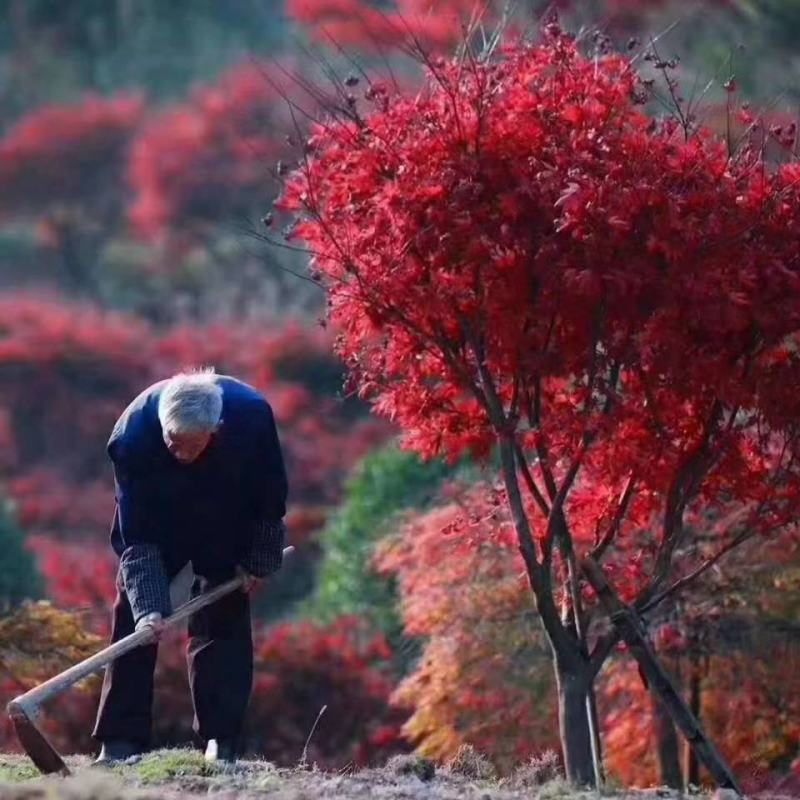 红枫三季红枫日本红枫红舞姬1/30公分优惠价格出售量大