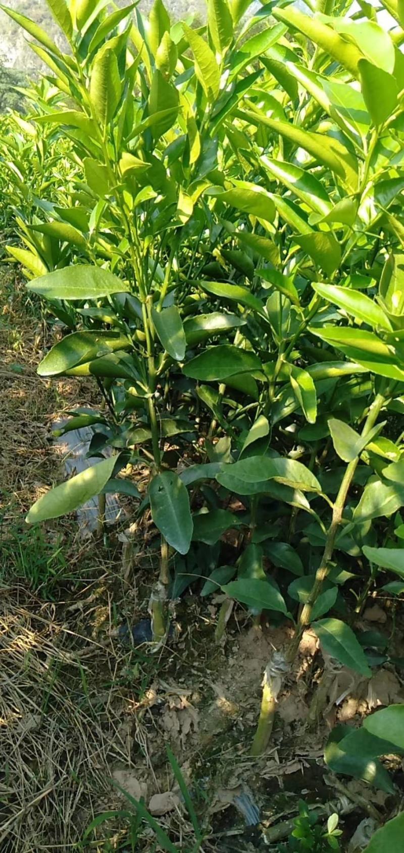 沃柑嫁接柑桔苗果树苗，不裂果纯甜嫁接果树苗保湿带土包邮