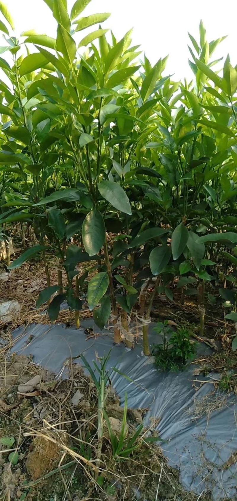 沃柑嫁接柑桔苗果树苗，不裂果纯甜嫁接果树苗保湿带土包邮