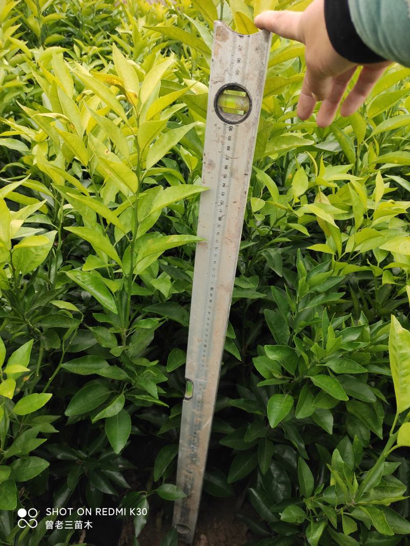 沃柑嫁接柑桔苗果树苗，不裂果纯甜嫁接果树苗保湿带土包邮