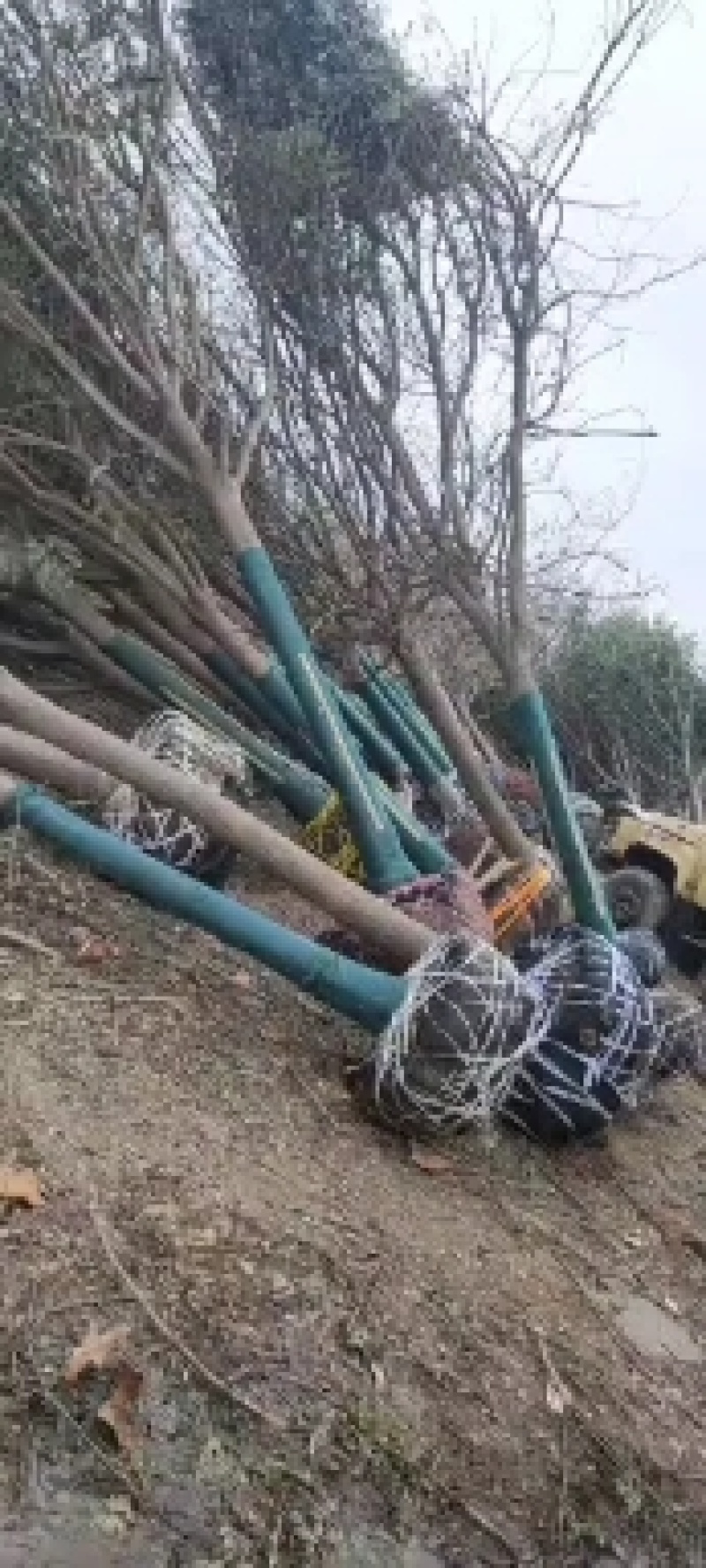 国槐基地，转业军人合作社