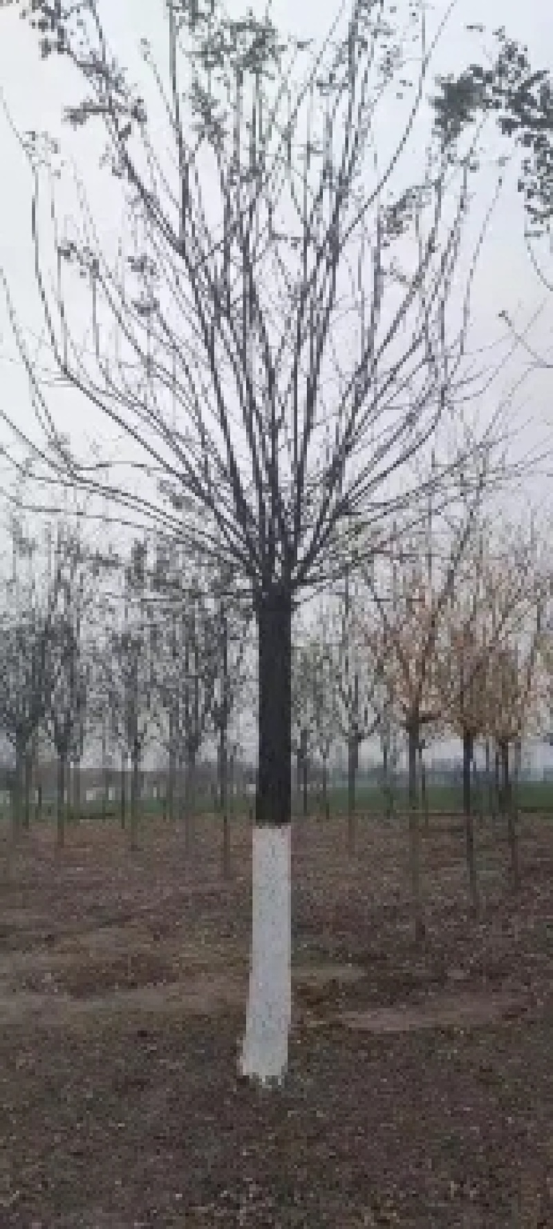 国槐基地，转业军人合作社