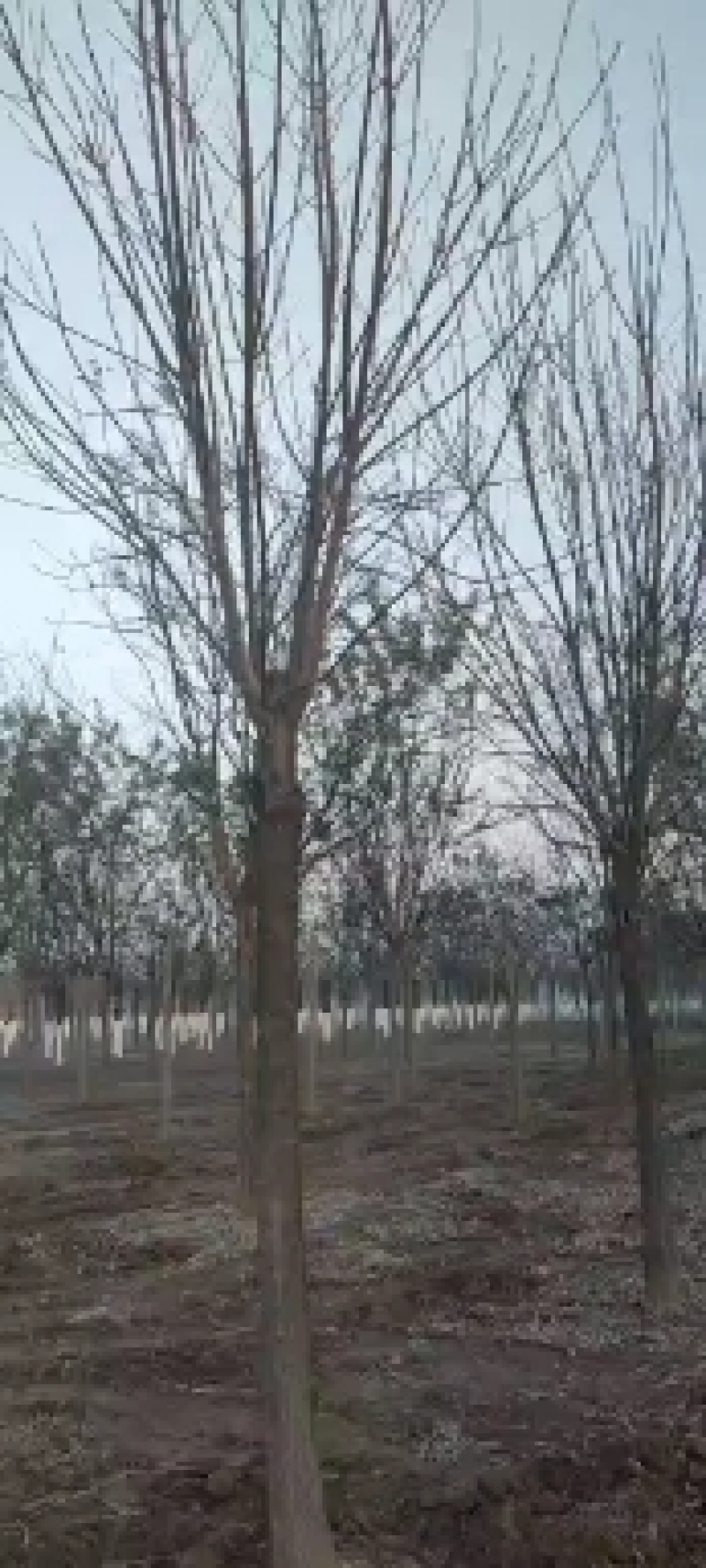 国槐基地，转业军人合作社