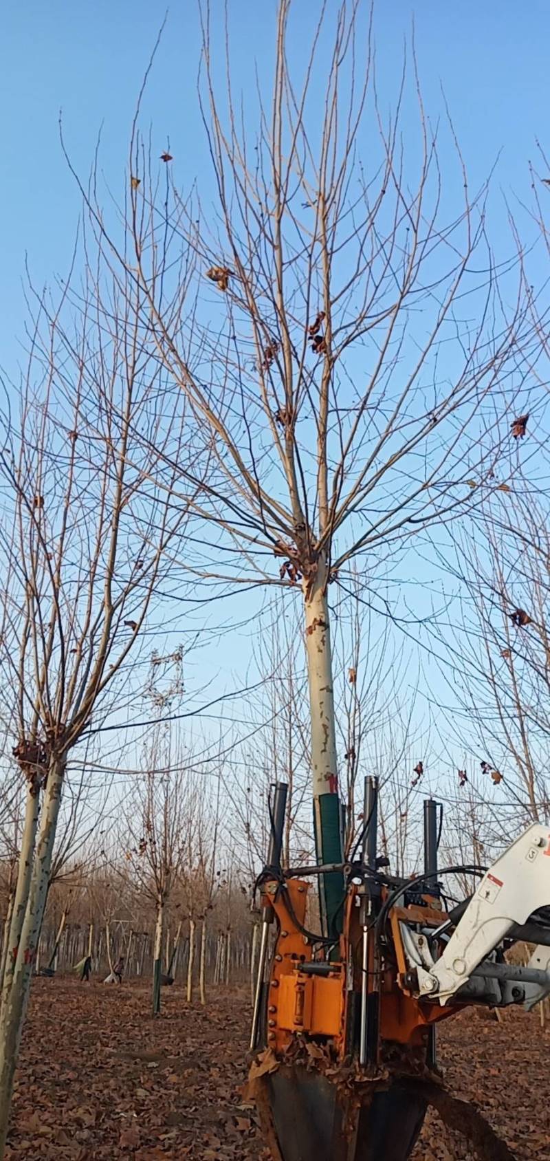 法桐，转业军人合作社基地常年对接绿化工程现挖成活率高