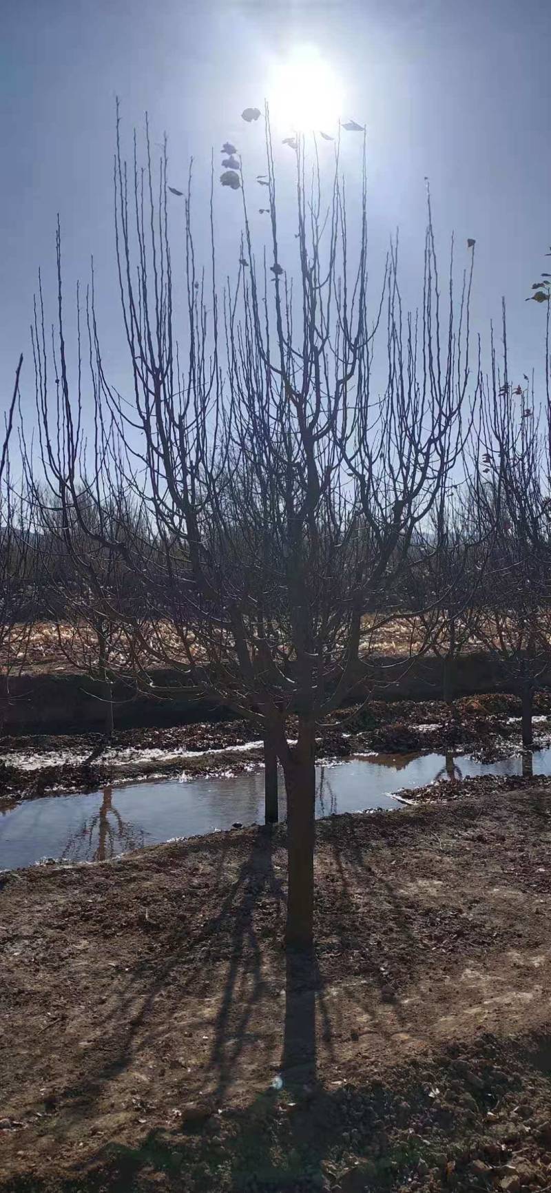 精品樱花树乔灌木樱花基地，转业基地合作社对接工程绿化
