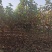 玉兰树自家苗圃玉兰树量大从优24小时在线