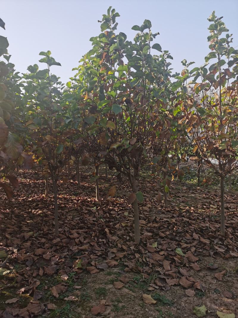 玉兰树自家苗圃玉兰树量大从优24小时在线