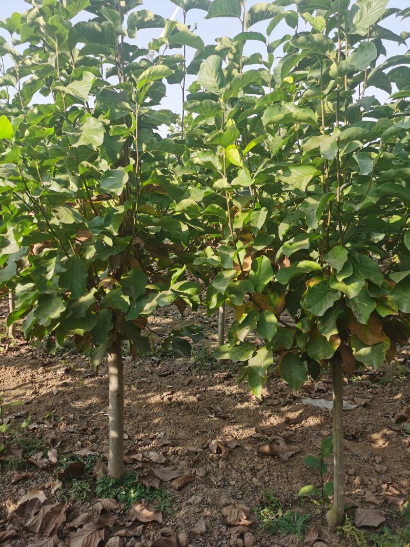 玉兰树自家苗圃玉兰树量大从优24小时在线