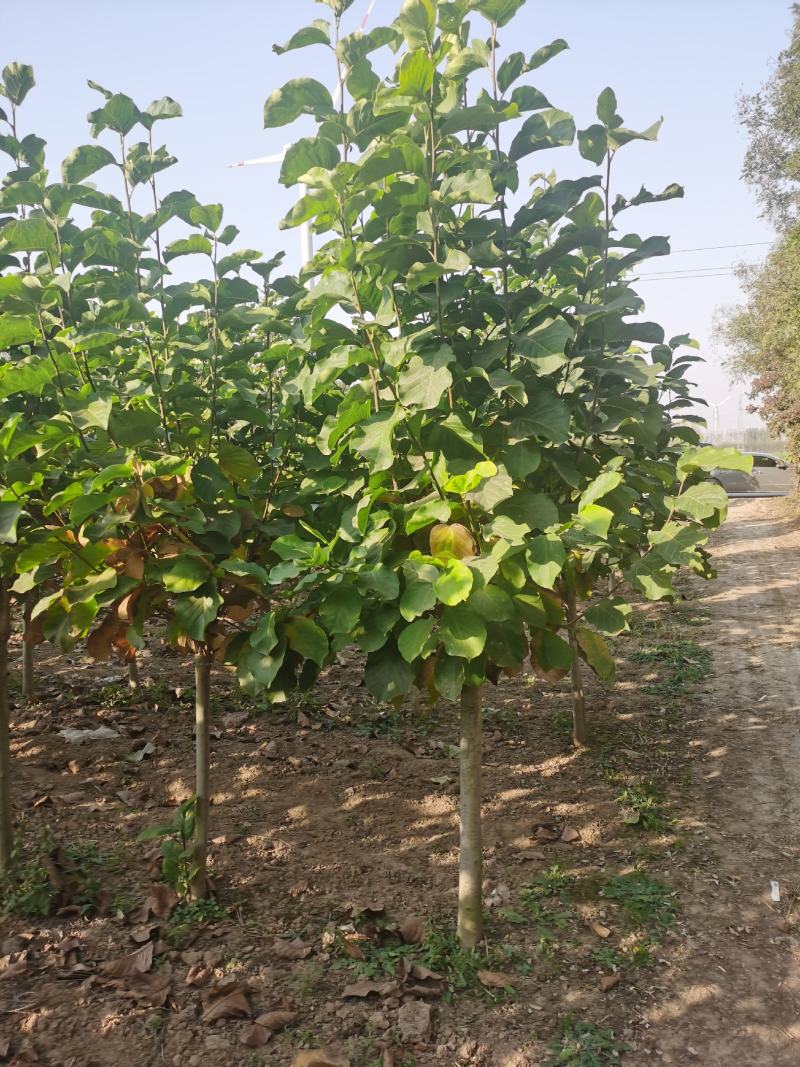 玉兰树自家苗圃玉兰树量大从优24小时在线