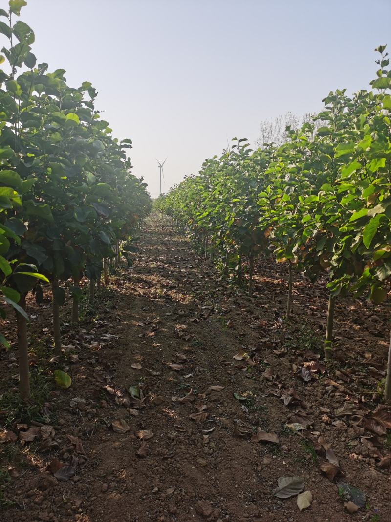 玉兰树自家苗圃玉兰树量大从优24小时在线