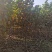 玉兰树自家苗圃玉兰树量大从优24小时在线