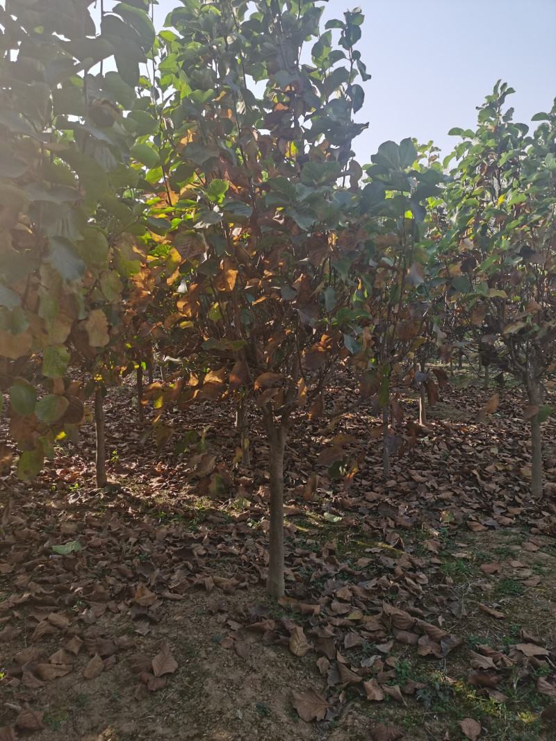 玉兰树自家苗圃玉兰树量大从优24小时在线