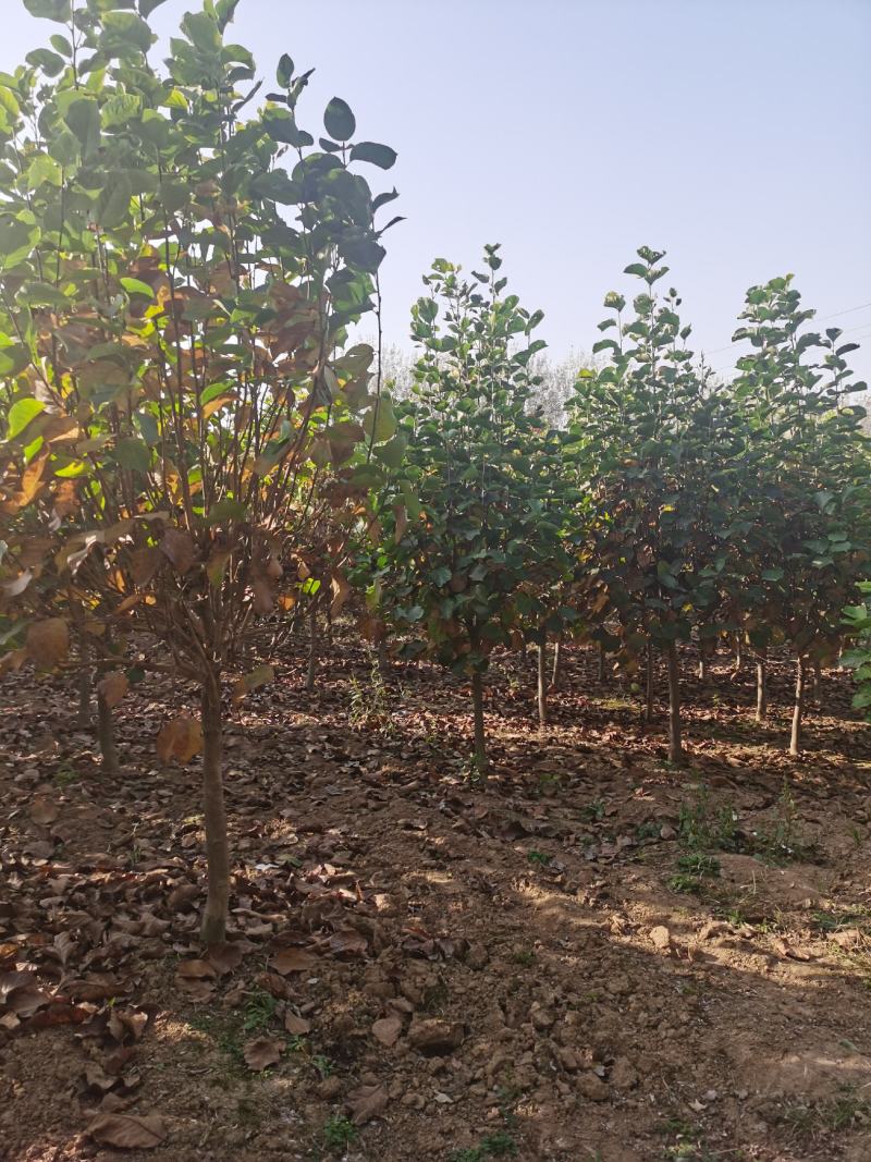 玉兰树自家苗圃玉兰树量大从优24小时在线