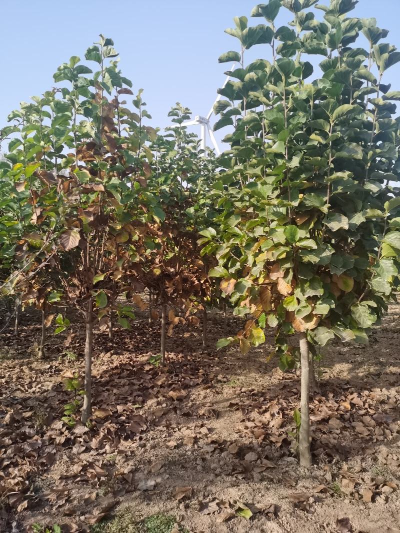 玉兰树自家苗圃玉兰树量大从优24小时在线