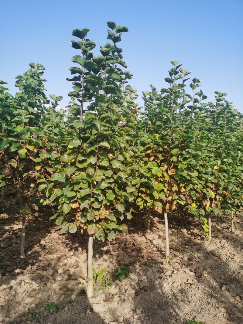 玉兰树自家苗圃玉兰树量大从优24小时在线