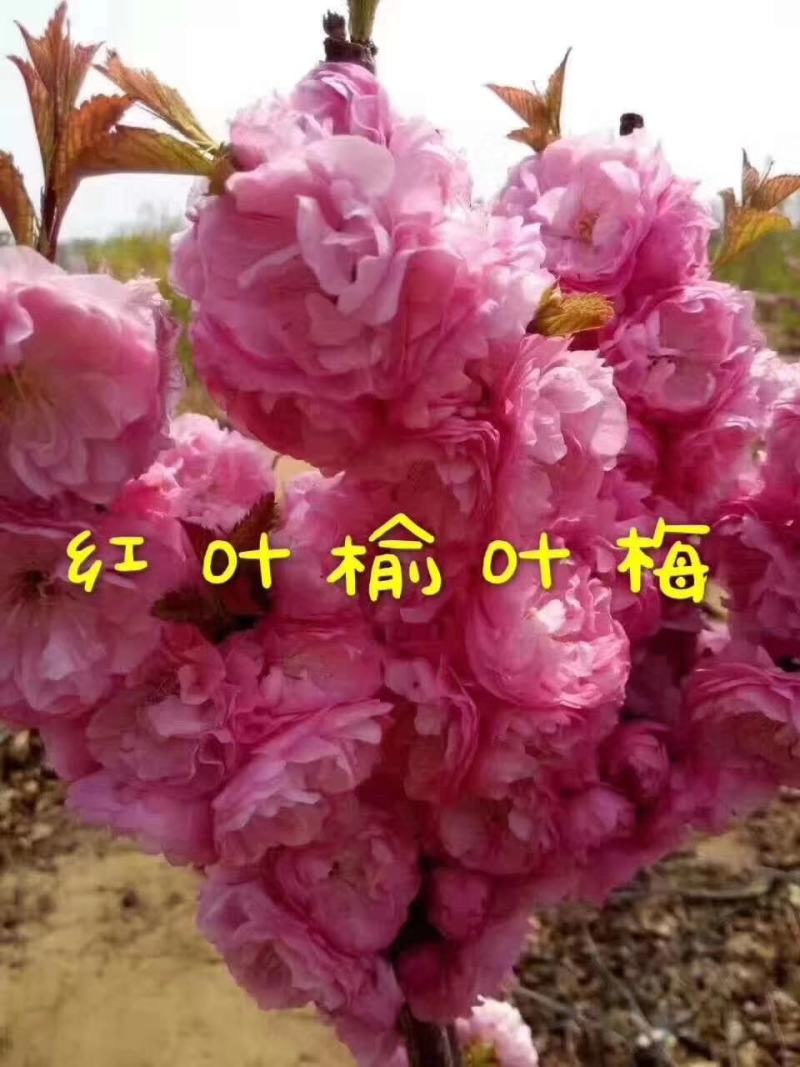 榆叶梅红叶榆叶梅自己基地直供价格给力一手货源