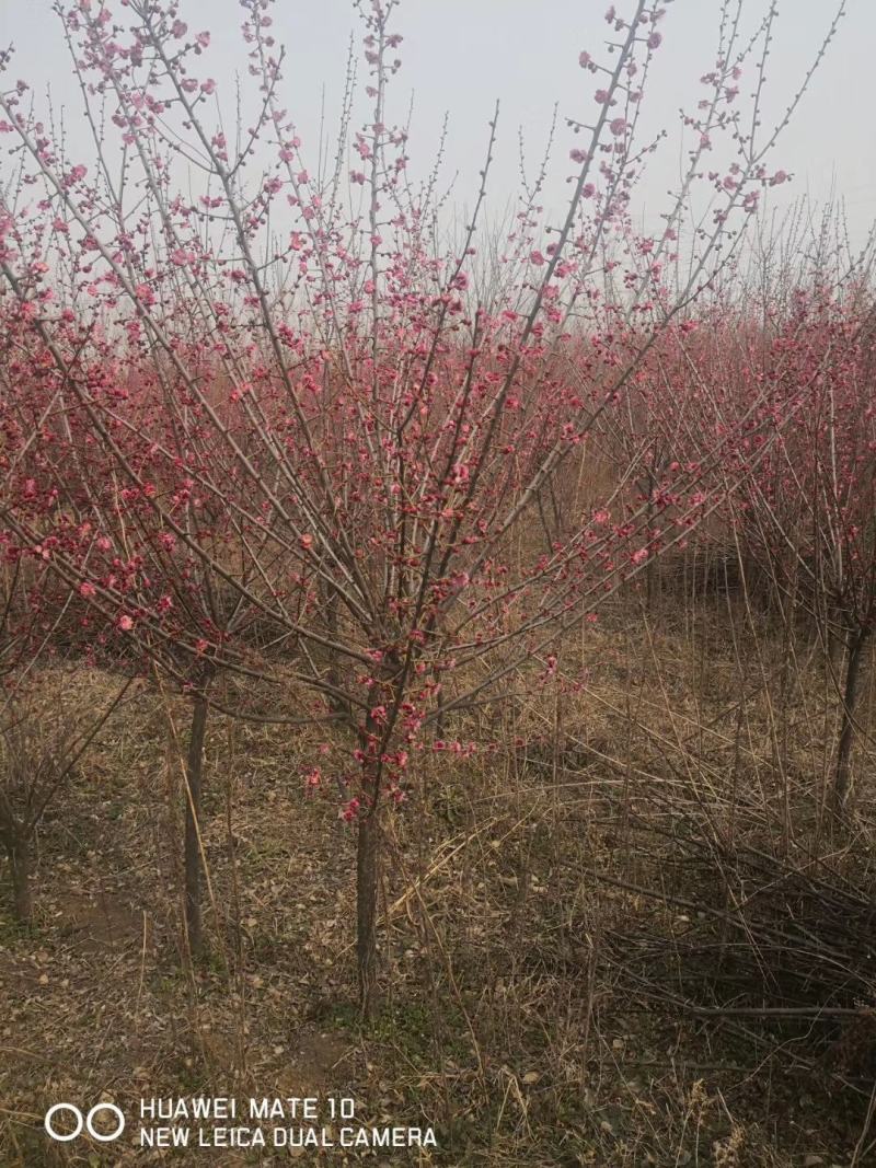 榆叶梅红叶榆叶梅自己基地直供价格给力一手货源