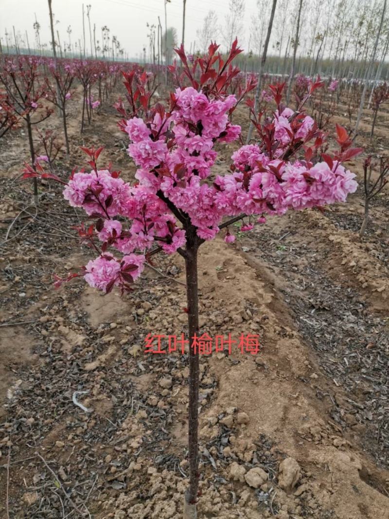榆叶梅红叶榆叶梅自己基地直供价格给力一手货源