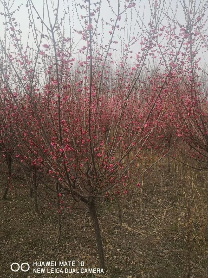 榆叶梅红叶榆叶梅自己基地直供价格给力一手货源
