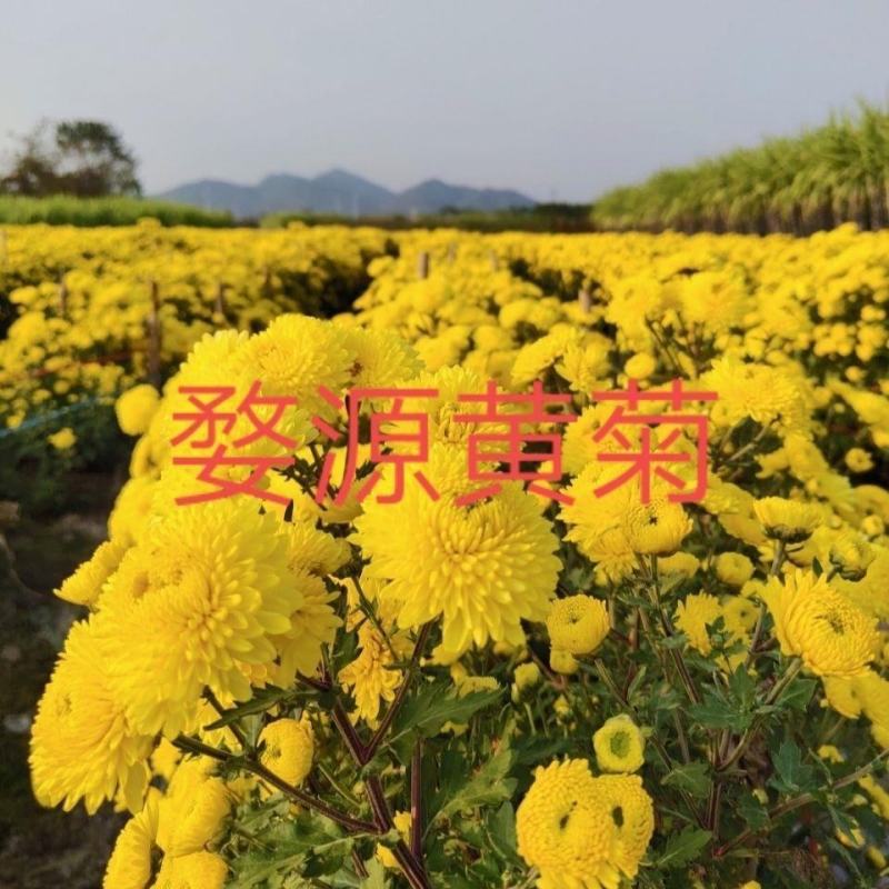 金丝皇菊婺源皇菊苗大量供应【提供技术指导包回收】