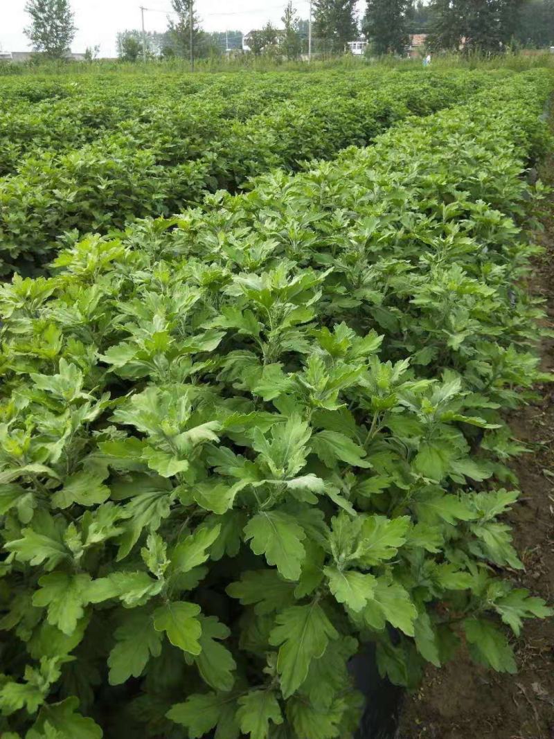 金丝皇菊婺源皇菊苗大量供应【提供技术指导包回收】