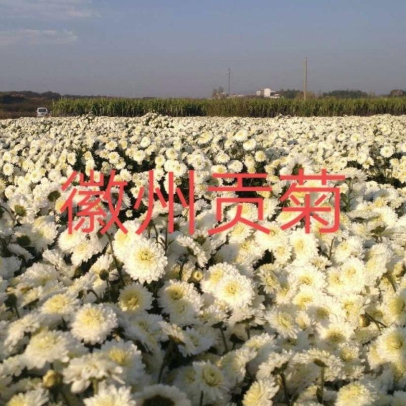 金丝皇菊婺源皇菊苗大量供应【提供技术指导包回收】