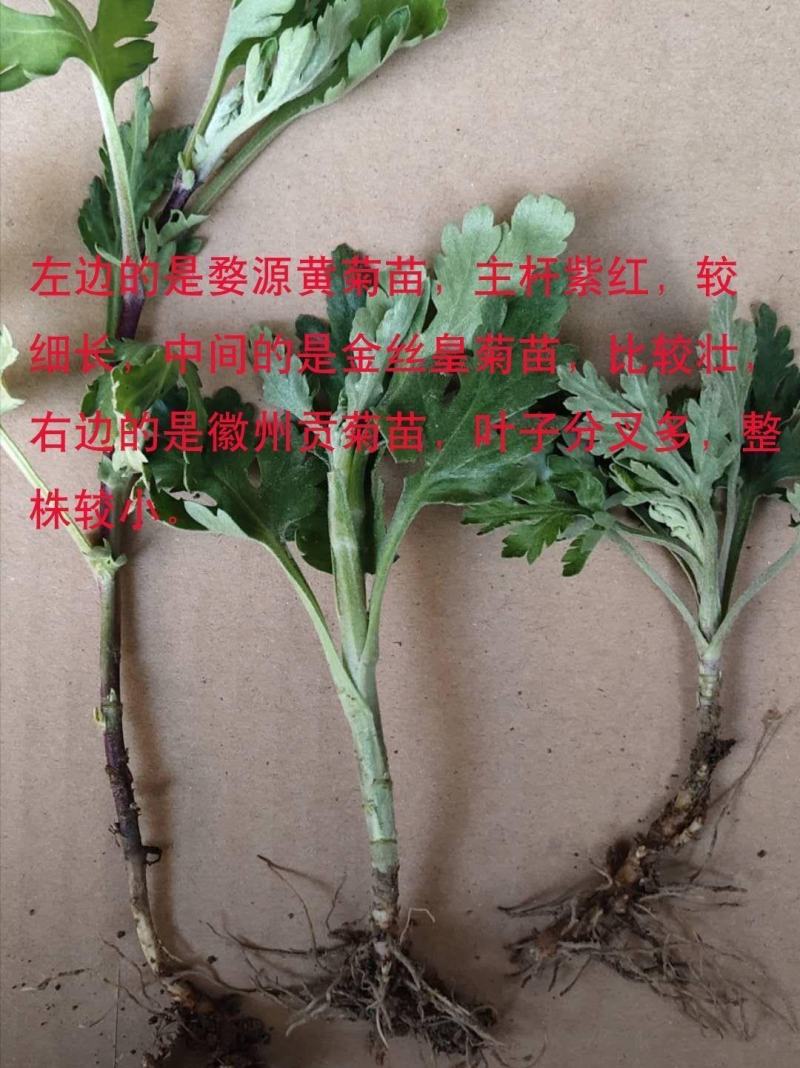 金丝皇菊婺源皇菊苗大量供应【提供技术指导包回收】